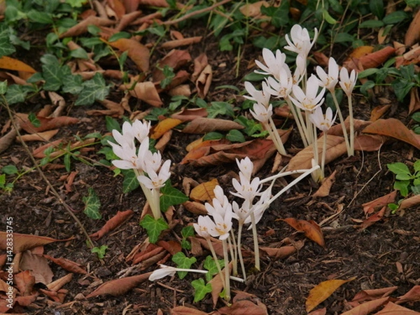Fototapeta The Colchicum autumnale  blooms in the late summer to autumn,widespread in Europe,  White flourished  .Active ingredients of this  poisonous plant are occasionally used in medicine and plant breeding.