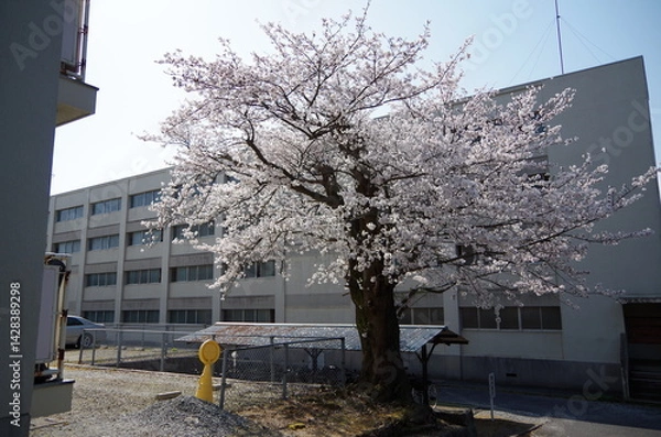 Obraz 大きな桜の木