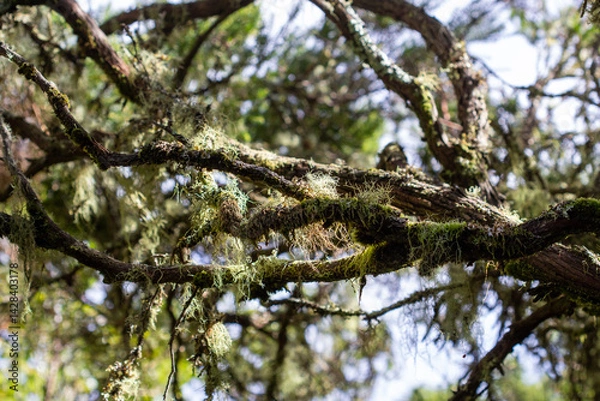 Obraz Trees covered with green moss.