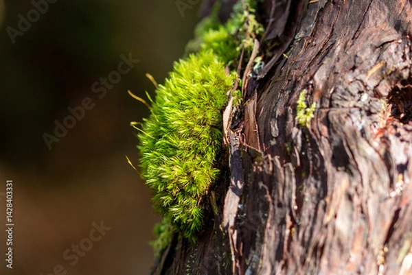 Obraz Trees covered with green moss.