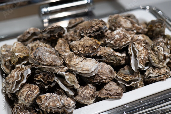 Obraz Fresh Oysters on White Tray, Highlighting Sea Breeze and Seafood Flavor