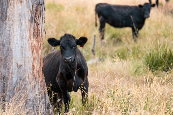 Fototapeta organic, regenerative, sustainable agriculture farm producing stud wagyu beef cows. cattle grazing in a paddock. cow in a field on a ranch