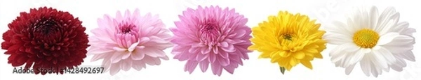 Fototapeta A collection of flowers viewed from directly above, isolated and set against a transparent white background