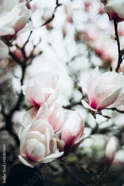 Fototapeta Beautiful Light Pink Magnolia Tree with Blooming Flowers during Springtime in English Garden, UK. Spring floral background