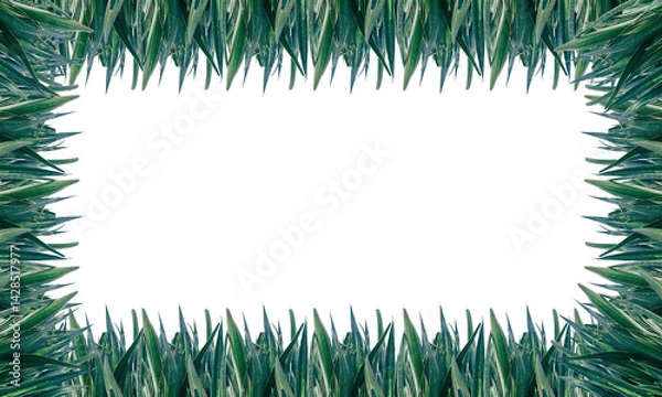 Fototapeta Frame Green grass isolated on white Transparent Background