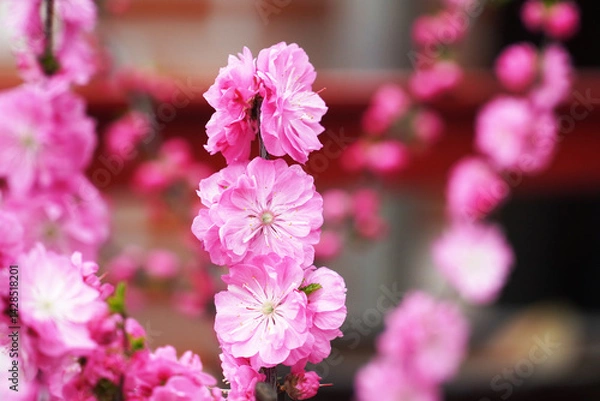 Obraz pink flowers on a tree