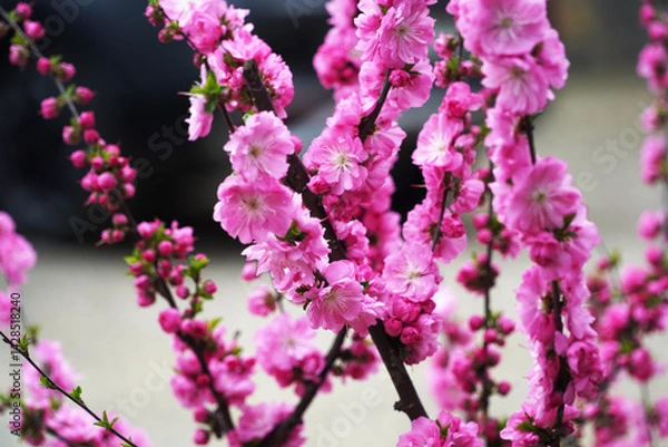 Obraz pink flowers on a tree