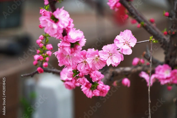 Obraz pink flowers on a tree