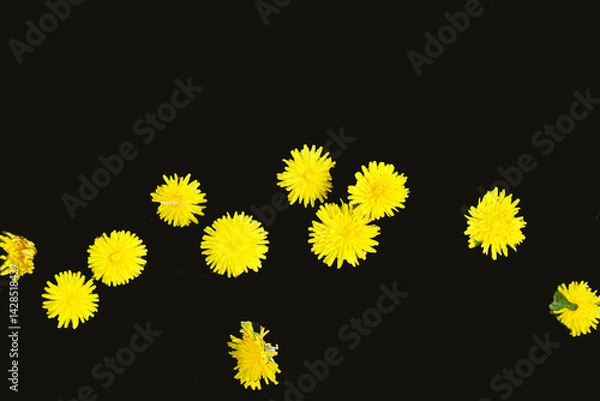 Obraz yellow flowers on black background