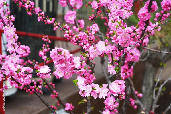 Obraz pink flowers on a tree