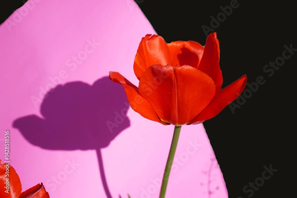 Obraz pink tulips on blue background