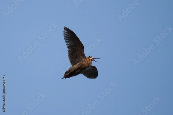Obraz Eurasian woodcock (Scolopax rusticola) flying in the sky in spring.