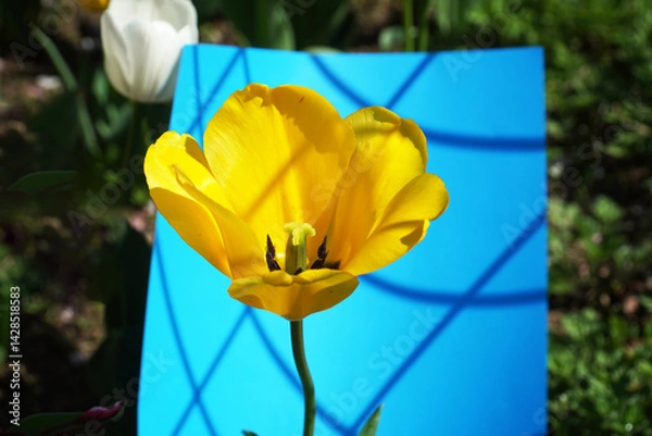 Obraz yellow and red tulips
