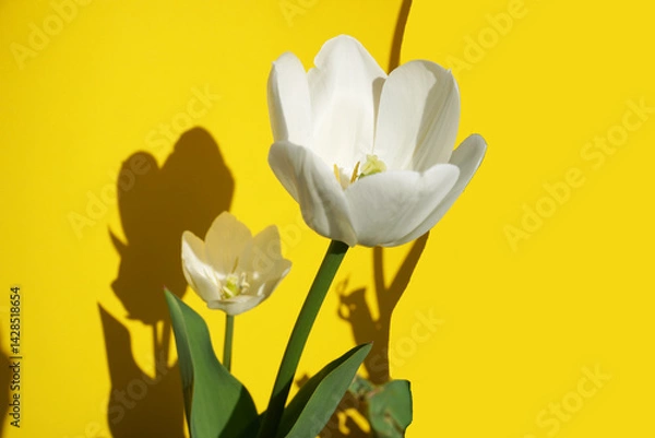 Obraz yellow and white tulips