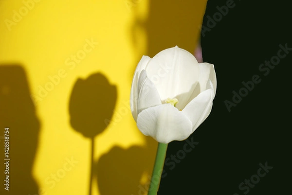 Obraz yellow tulip flower