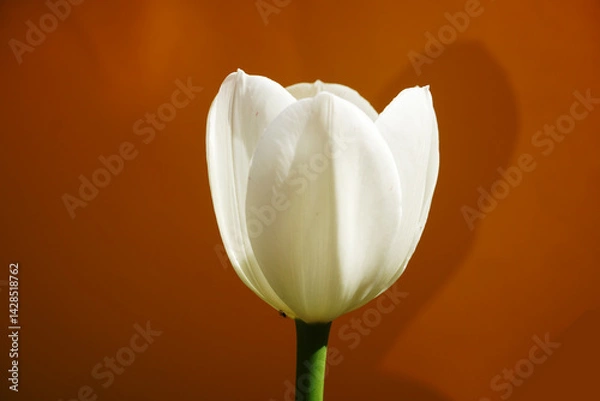 Obraz white tulip on black background