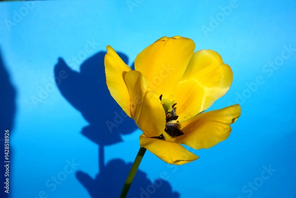 Obraz yellow and blue