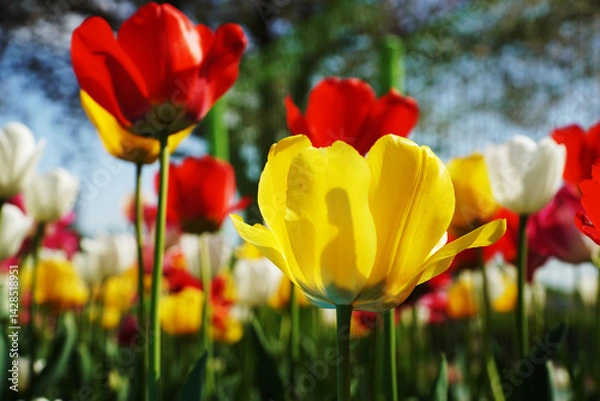 Obraz red and yellow tulips