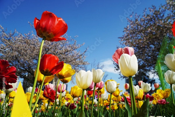 Obraz red and yellow tulips