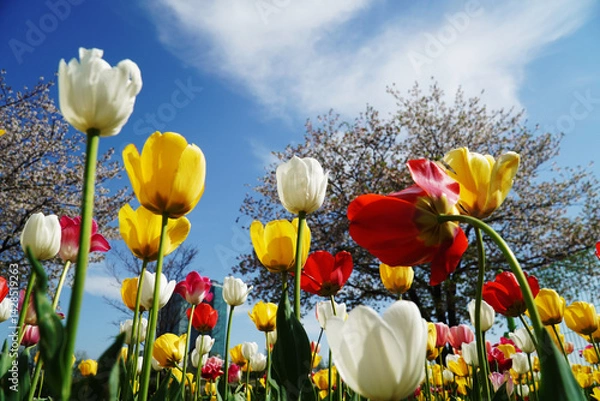 Obraz field of tulips and blue sky