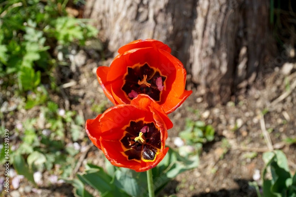 Obraz red poppy flower