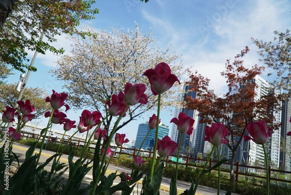 Obraz flowers in the garden