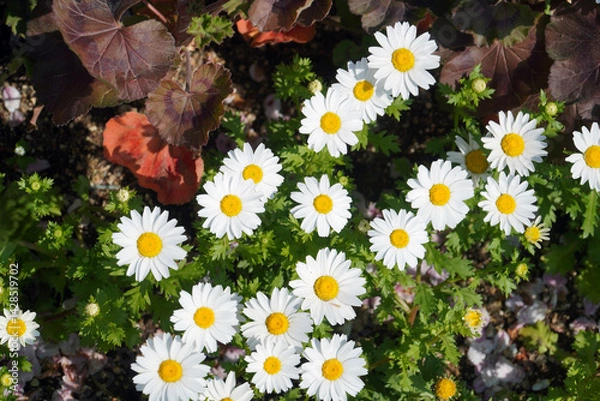 Obraz flowers in the garden