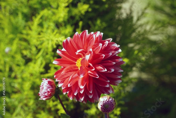 Obraz red dahlia flower