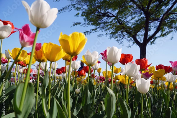 Obraz field of tulips