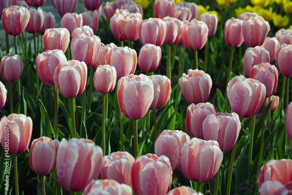 Obraz pink tulips in the garden
