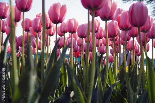Obraz purple and white tulips