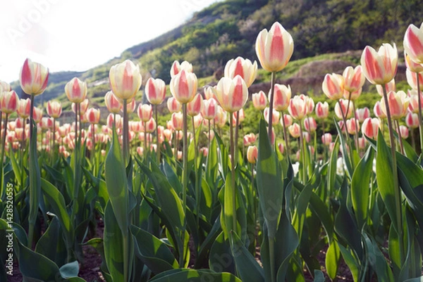 Obraz pink and white tulips