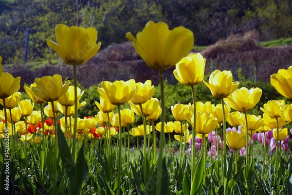 Obraz yellow and red tulips