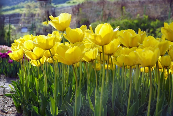 Obraz yellow and red tulips