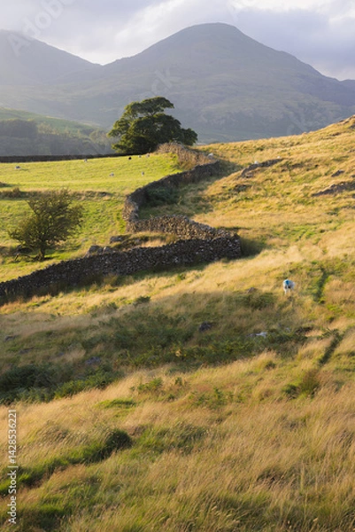 Fototapeta A serene Lake District landscape near Coniston, with sheep grazing in a picturesque pasture framed by a rustic stone wall, set against the Old Man of Coniston mountain.