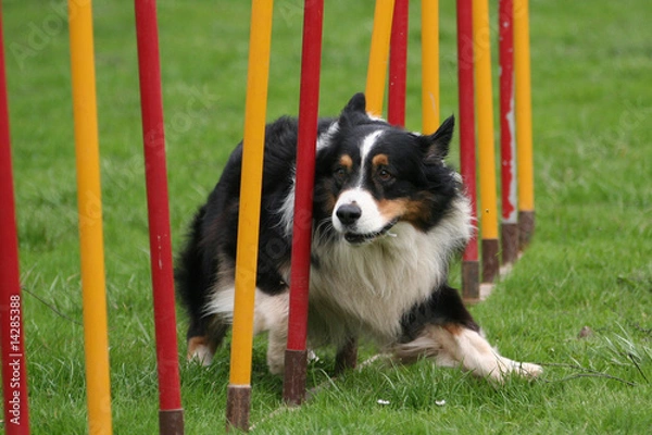 Obraz Australian Shepherd beim Agility