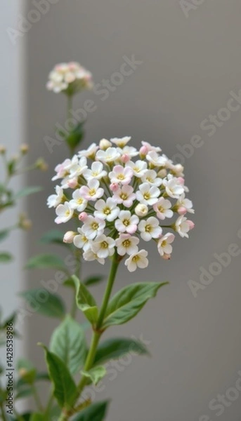 Fototapeta delicate cluster of sweet alyssum in a minimalist style, using snow white and light blush tones, fine outlines, spacious composition, serene design, high resolution