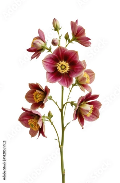 Fototapeta delicate cluster of hellebores in a minimalist style, using plum and light sand tones, fine outlines, spacious composition, serene design, high resolution