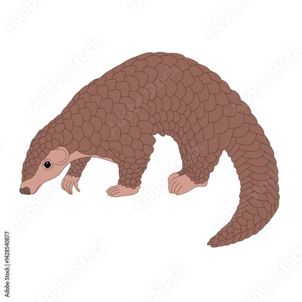 Fototapeta Pangolin vector illustration drawing graphic
