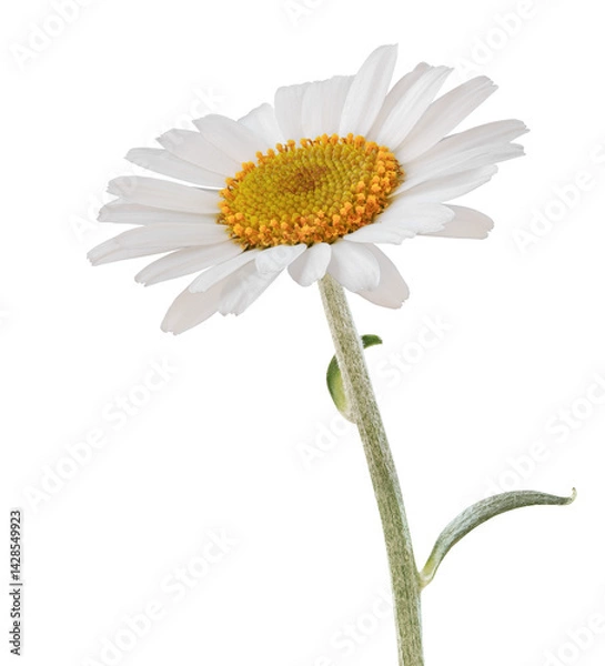 Fototapeta "Beautiful white Daisy in bloom" (Marguerite) isolated on white background, including clipping path.