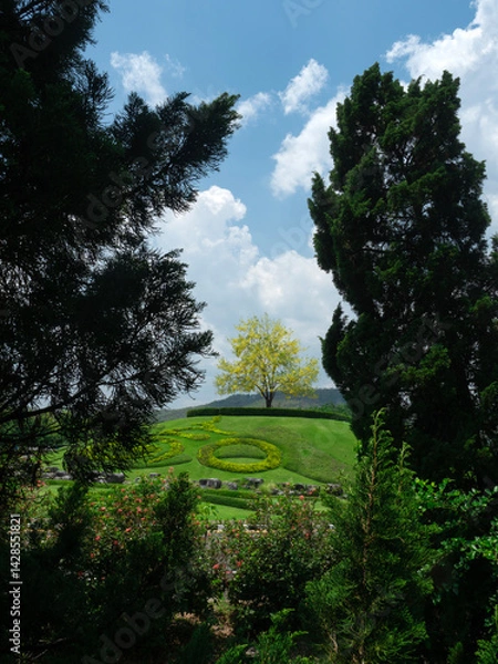 Fototapeta Cassia yellow golden shower trees blooming at Ratchaphruek flora Garden in Chiang Mai.