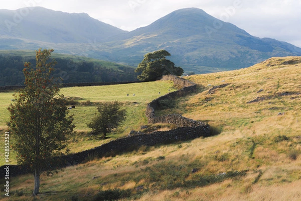 Fototapeta A serene Lake District landscape near Coniston, with sheep grazing in a picturesque pasture framed by a rustic stone wall, set against the Old Man of Coniston mountain.