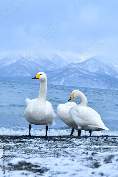 Obraz 真冬に北海道や北日本の海岸や湖で出会える真っ白な美しい野鳥オオハクチョウ