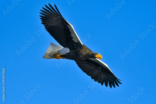 Obraz 冬に知床半島や根室で見られる美しく、勇猛な空の王者、オオワシ