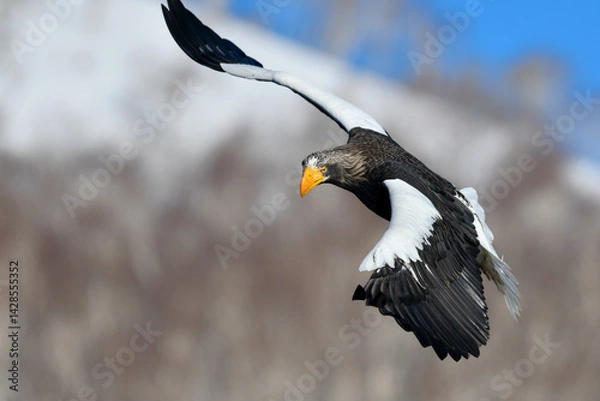 Obraz 冬に知床半島や根室で見られる美しく、勇猛な空の王者、オオワシ