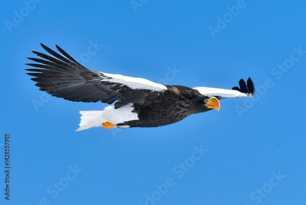 Obraz 冬に知床半島や根室で見られる美しく、勇猛な空の王者、オオワシ