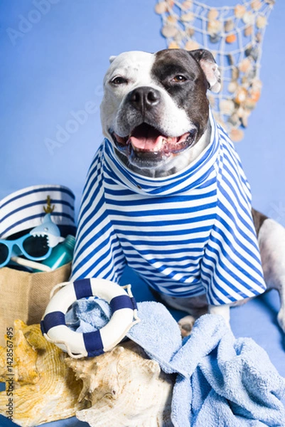 Fototapeta A dog in a navy vest, a sailor dog in a striped suit