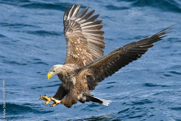 Obraz 冬に北海道の知床半島や釧路湿原で見られる大きな猛禽、勇敢で格好良い空の王者オジロワシ