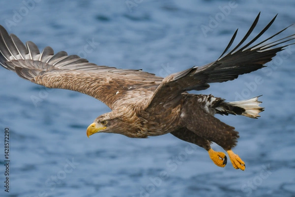 Obraz 冬に北海道の知床半島や釧路湿原で見られる大きな猛禽、勇敢で格好良い空の王者オジロワシ