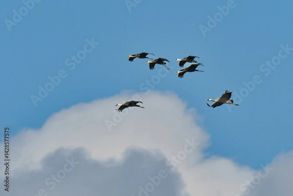 Obraz 冬に九州の出水で見られる美しい渡り鳥、ツルの仲間のクロヅル